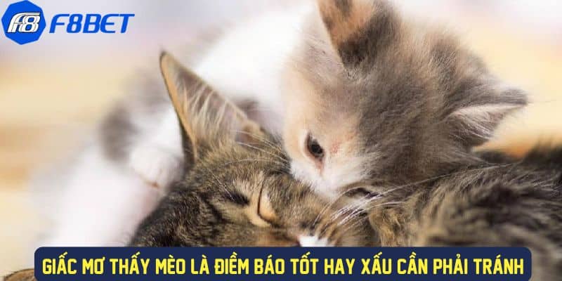 Giấc mơ về mèo là điềm báo gì