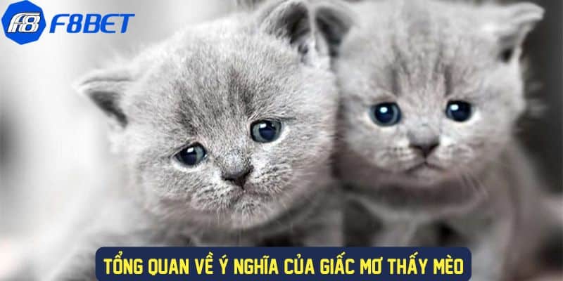 Ý nghĩa của giấc mơ gặp mèo 