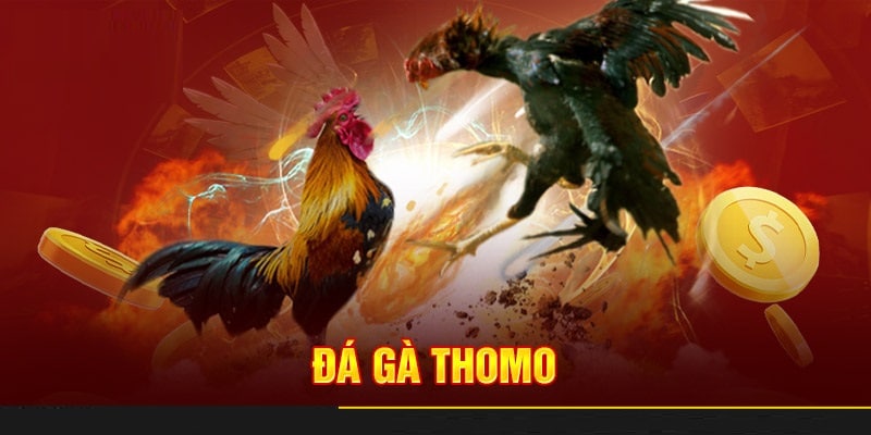 Cách chơi đá gà Thomo F88bet thắng lớn