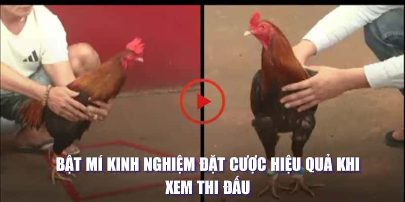 da ga cua dao kinh nghiem