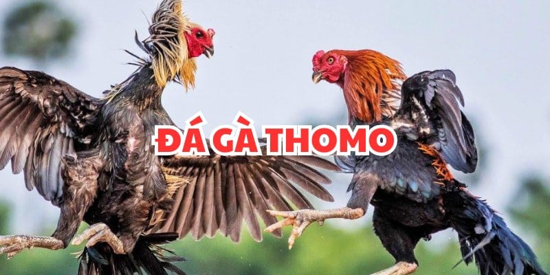 Đá gà Thomo tại F88bet đa dạng sự lựa chọn 