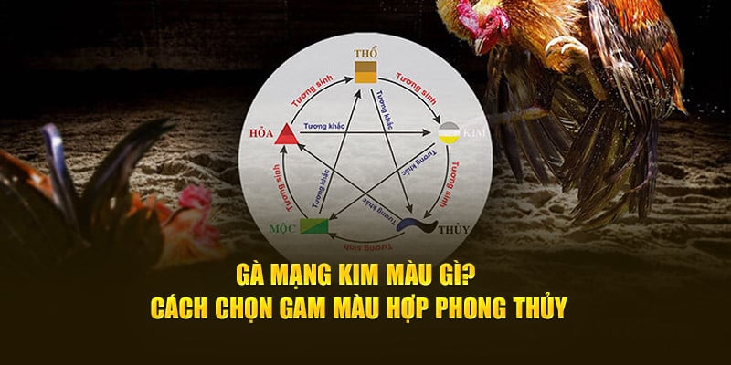 ga mang kim mau gi cach chon gam mau hop phong thuy